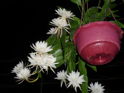 manfaat bunga wijaya kusuma (epiphyllum anguliger)
